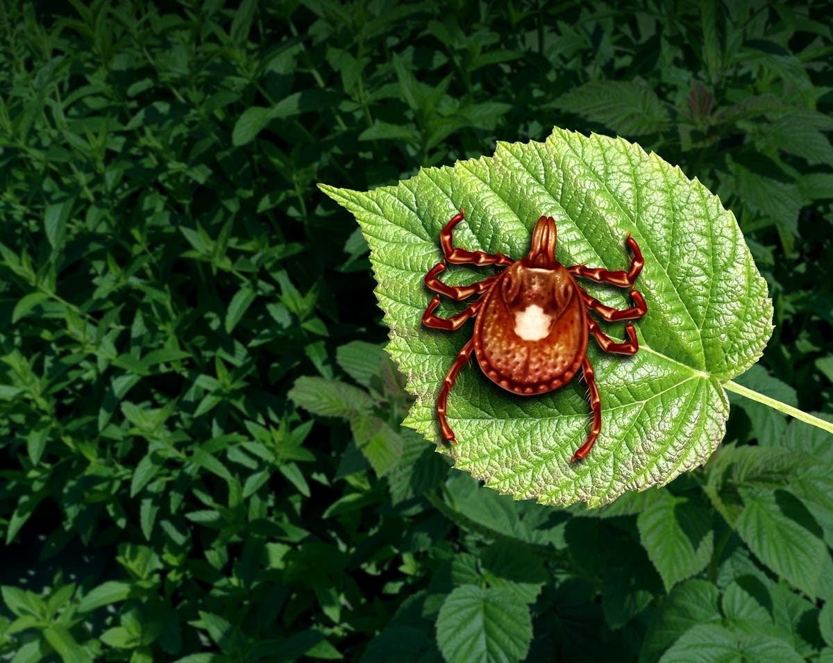 ER Visits For Tick Bites At Highest Level In A Decade: What To Know In FL