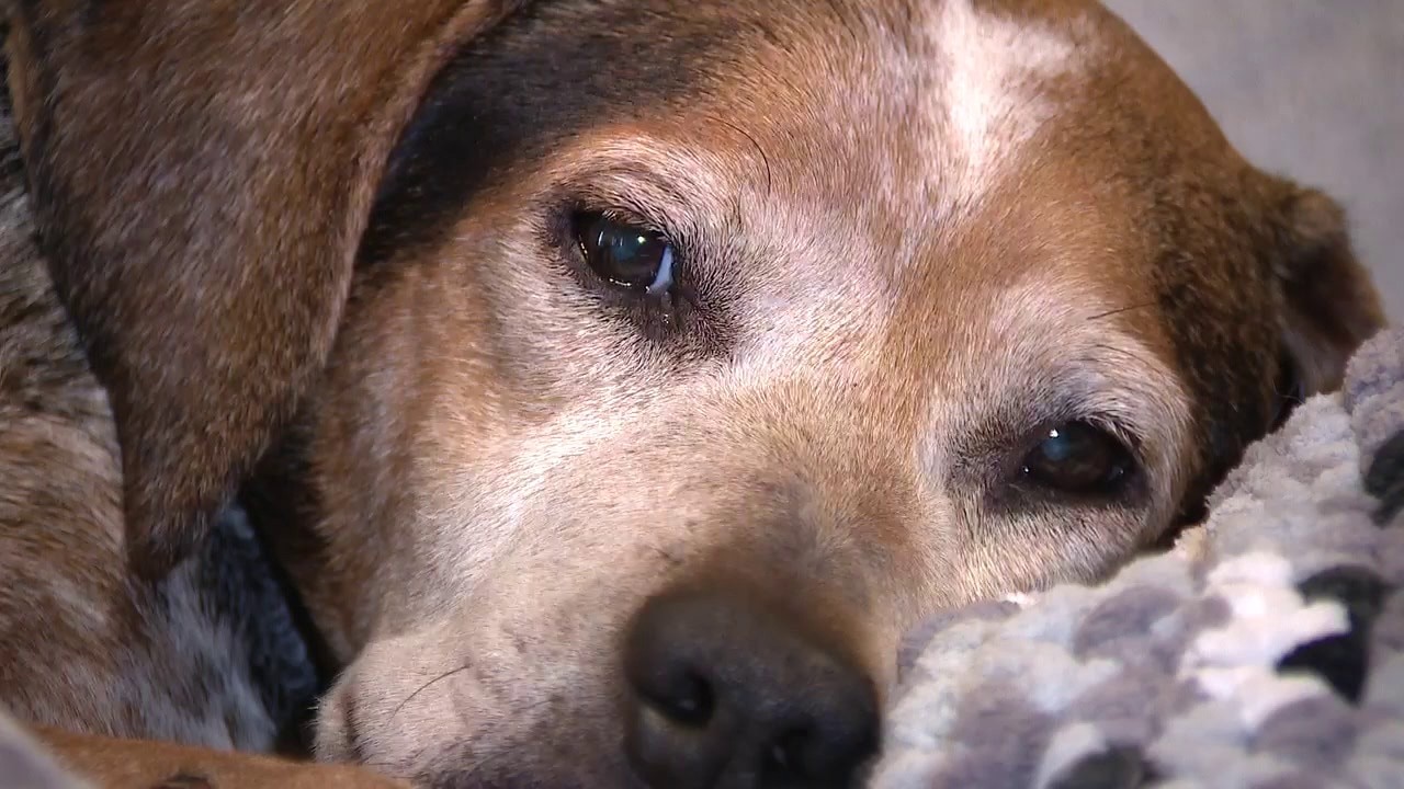 More pet owners targeted in AI scams