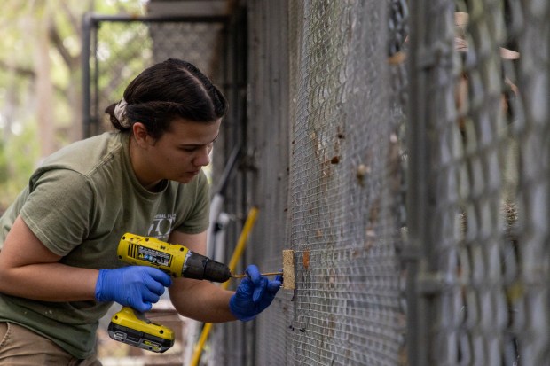 Employees of Central Florida Zoo & Botanical Gardens set up enclosures to house 13 sloths donated to the zoo. (Central Florida Zoo & Botanical Gardens)