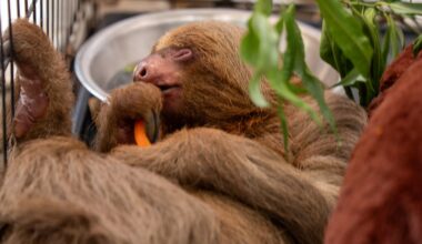 Central Florida Zoo vet reports improvement