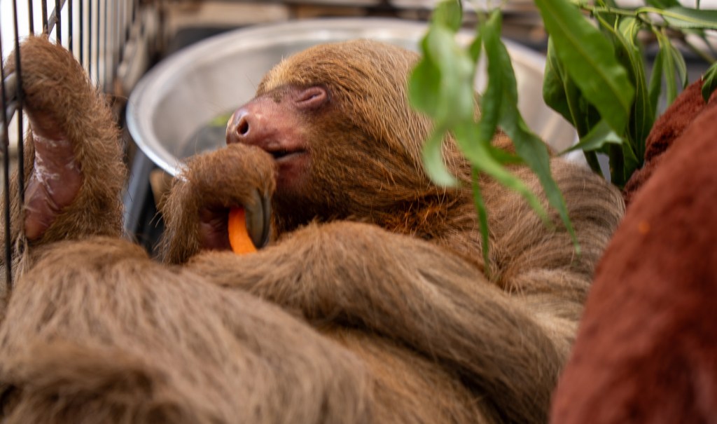 Central Florida Zoo vet reports improvement