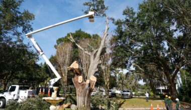 For Arbor Day, make sure trees get lifelong TLC – Orlando Sentinel