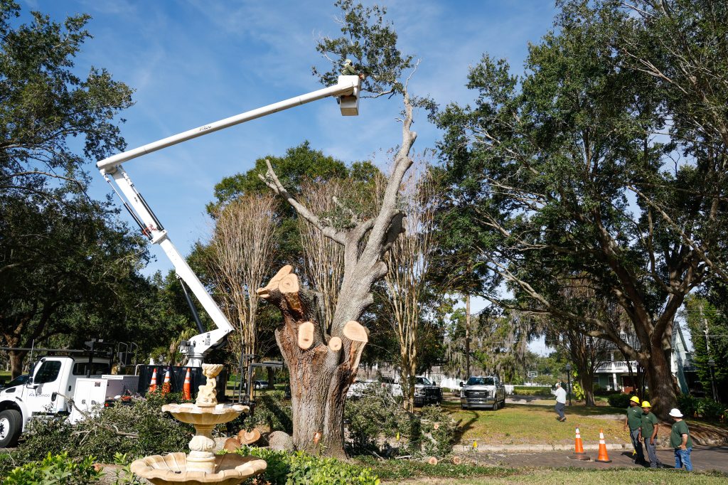 For Arbor Day, make sure trees get lifelong TLC – Orlando Sentinel