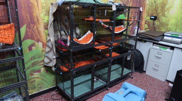 In a Florida Fish and Wildlife Conservation Commission captive wildlife report on Aug. 7, 2025, inspectors photographed cages too small for the sloth contained in each one. (Courtesy Florida Fish and Wildlife Conservation Commission).