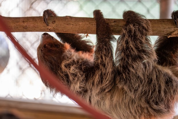 Central Florida Zoo & Botanical Gardens has accepted the donation of 13 sloths. (Central Florida Zoo & Botanical Gardens)
