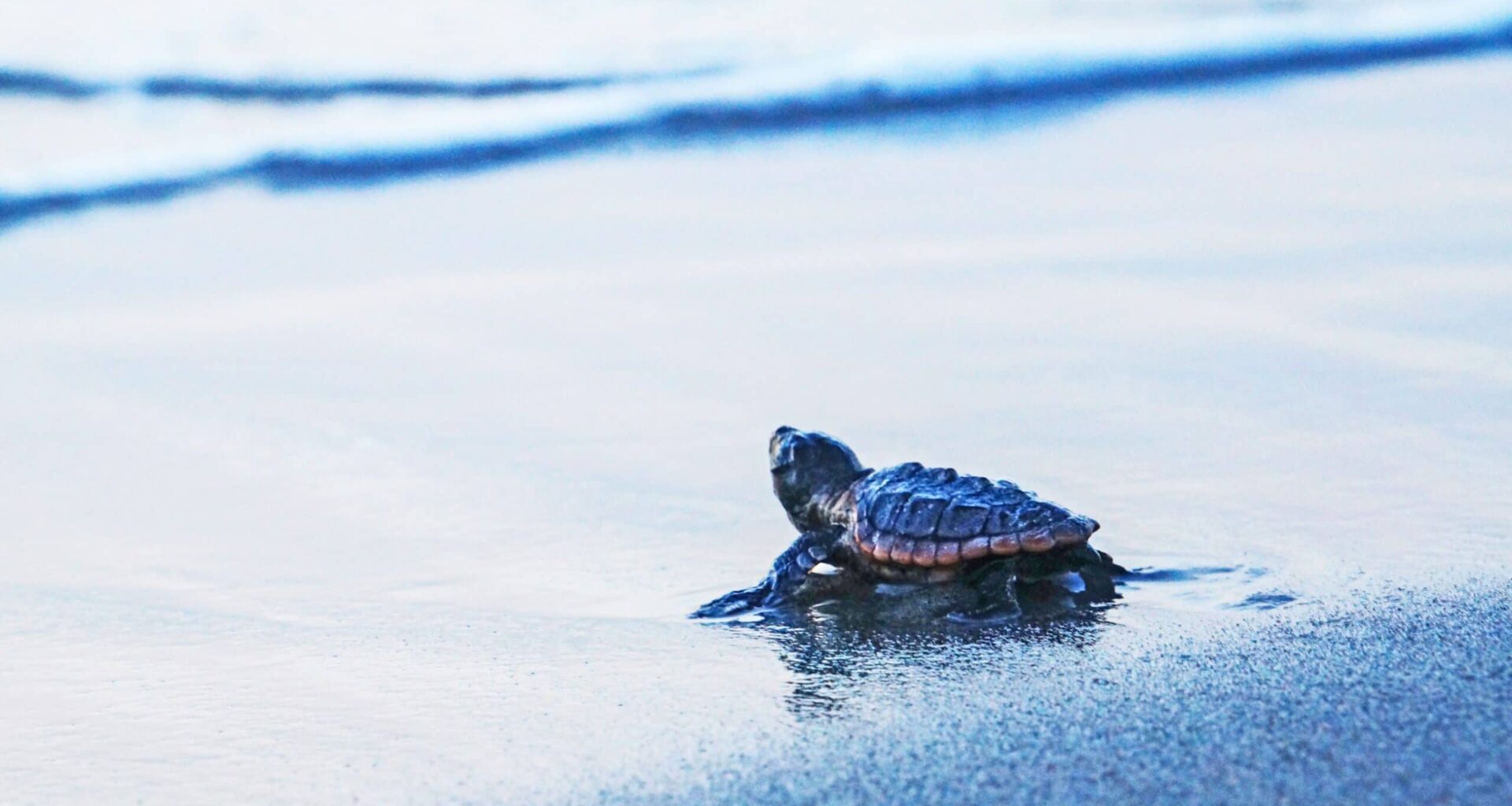 Country Thunder Festival faces pushback over turtle nesting concerns