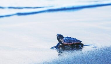 Country Thunder Festival faces pushback over turtle nesting concerns