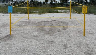 Fort Myers Beach launches sea turtle nesting education campaign - FORT MYERS