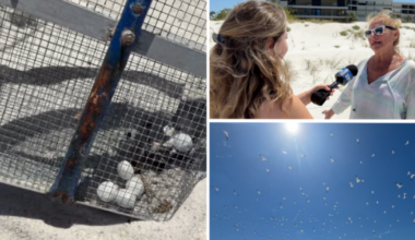 Volunteers clean up toxic mothballs left on St. Pete Beach