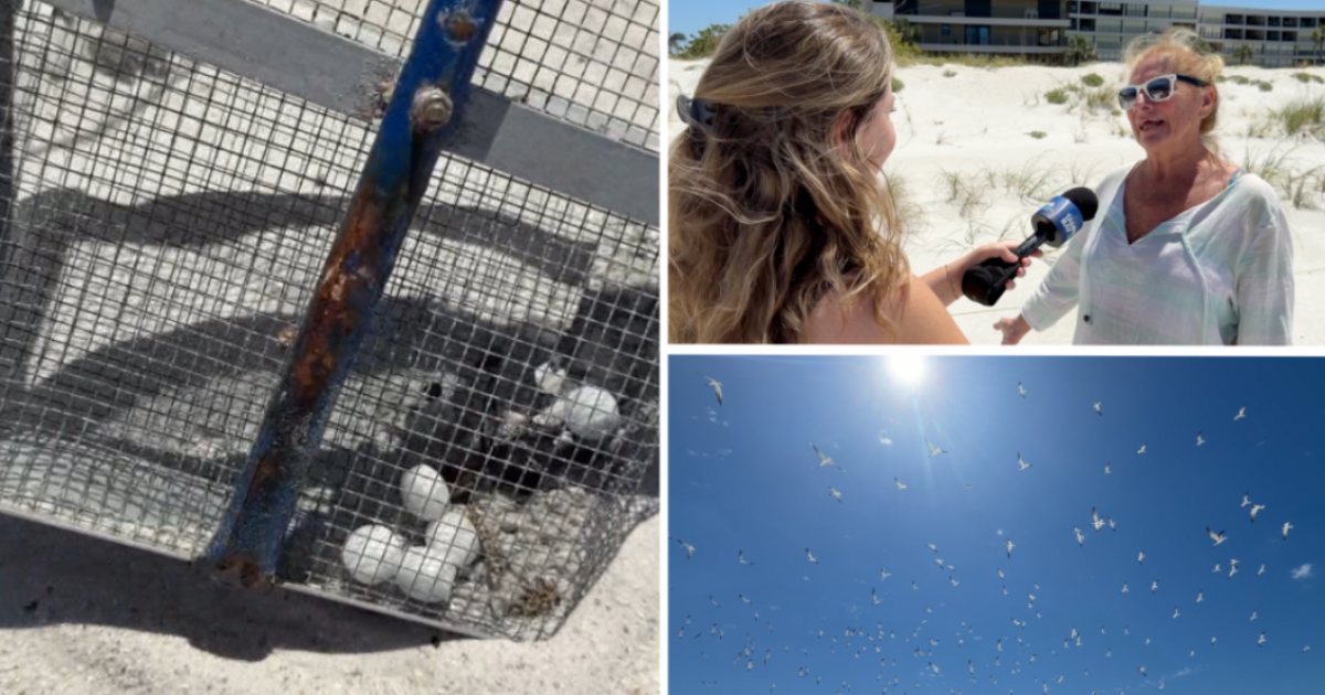 Volunteers clean up toxic mothballs left on St. Pete Beach