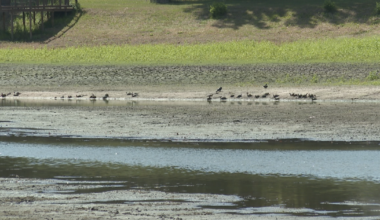 Drought dries up Tallahassee lakes, but experts see ecosystem benefits
