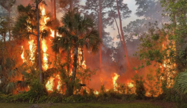 Downed power line sparks brush fire in Martin County community