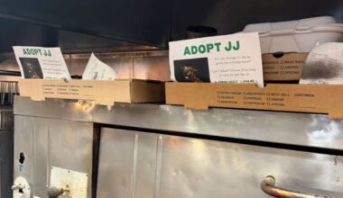 How takeout orders are helping shelter pets find homes