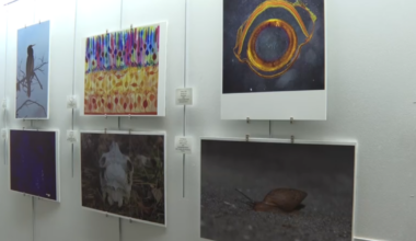 FSU's "Art in STEM" exhibition shows the beauty of science