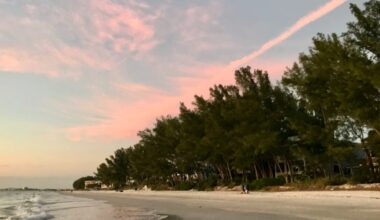 Captiva Island residents urged to allow free removal of Australian pines, green iguanas | WGCU News
