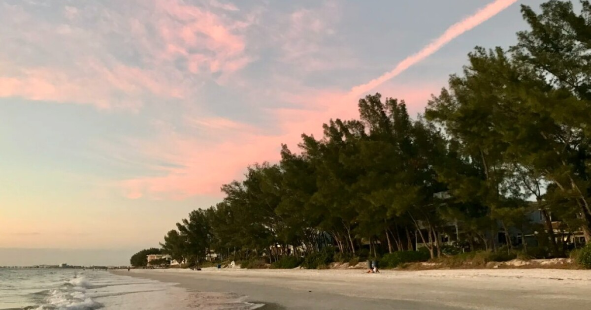 Captiva Island residents urged to allow free removal of Australian pines, green iguanas | WGCU News
