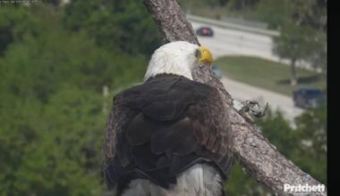 Relief online over return of missing male eagle M15 after not being seen at North Fort Myers nest since Tuesday night | WGCU News