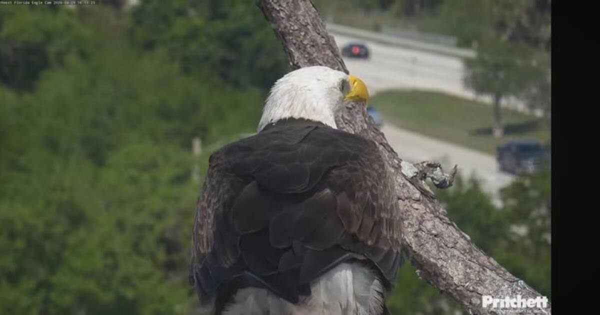 Relief online over return of missing male eagle M15 after not being seen at North Fort Myers nest since Tuesday night | WGCU News