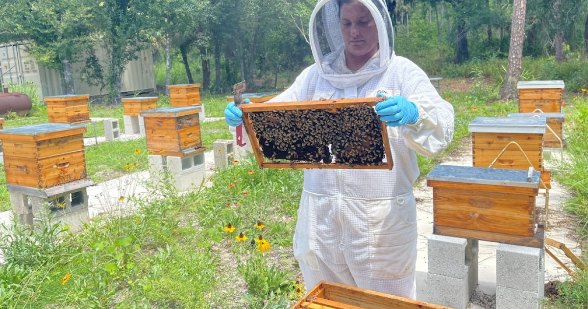 To bee or not to bee: There's no question about the value of the honeybee to life | WGCU News