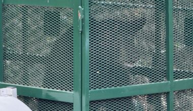 Young male black bear trapped on FGCU campus now bound for rural Collier County | WGCU News