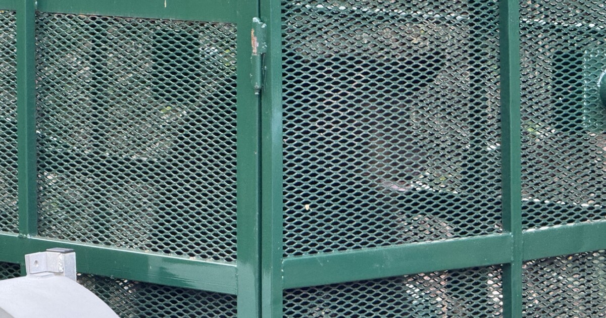 Young male black bear trapped on FGCU campus now bound for rural Collier County | WGCU News