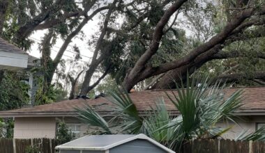 Study shows 2024 hurricanes reduced Tampa’s tree canopy