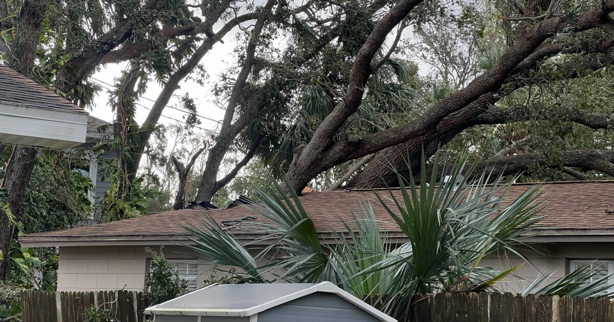Study shows 2024 hurricanes reduced Tampa’s tree canopy