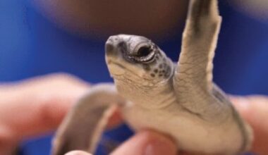 Fort Myers Beach working to turn around sea turtle hatchling 'disorientations' | WGCU News