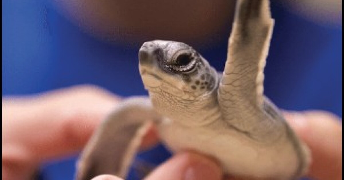 Fort Myers Beach working to turn around sea turtle hatchling 'disorientations' | WGCU News