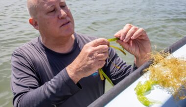 Seagrasses on the rebound in much of Tampa Bay region