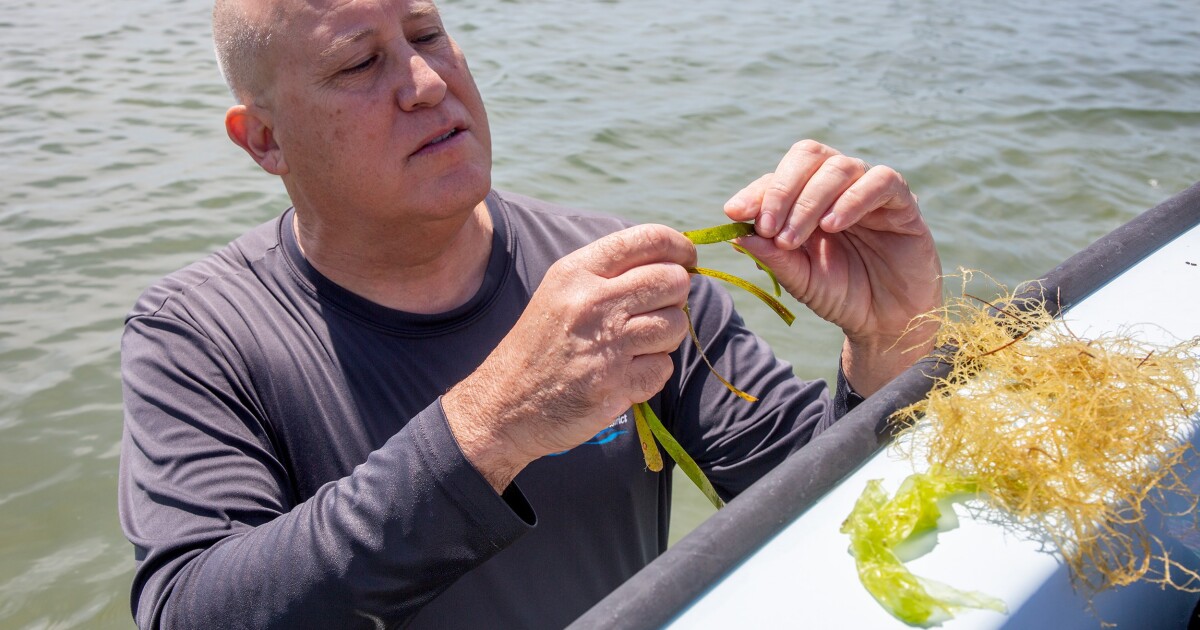 Seagrasses on the rebound in much of Tampa Bay region