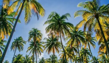 Port St. Lucie earns long-running Tree City USA honors, global recognition for urban forest efforts
