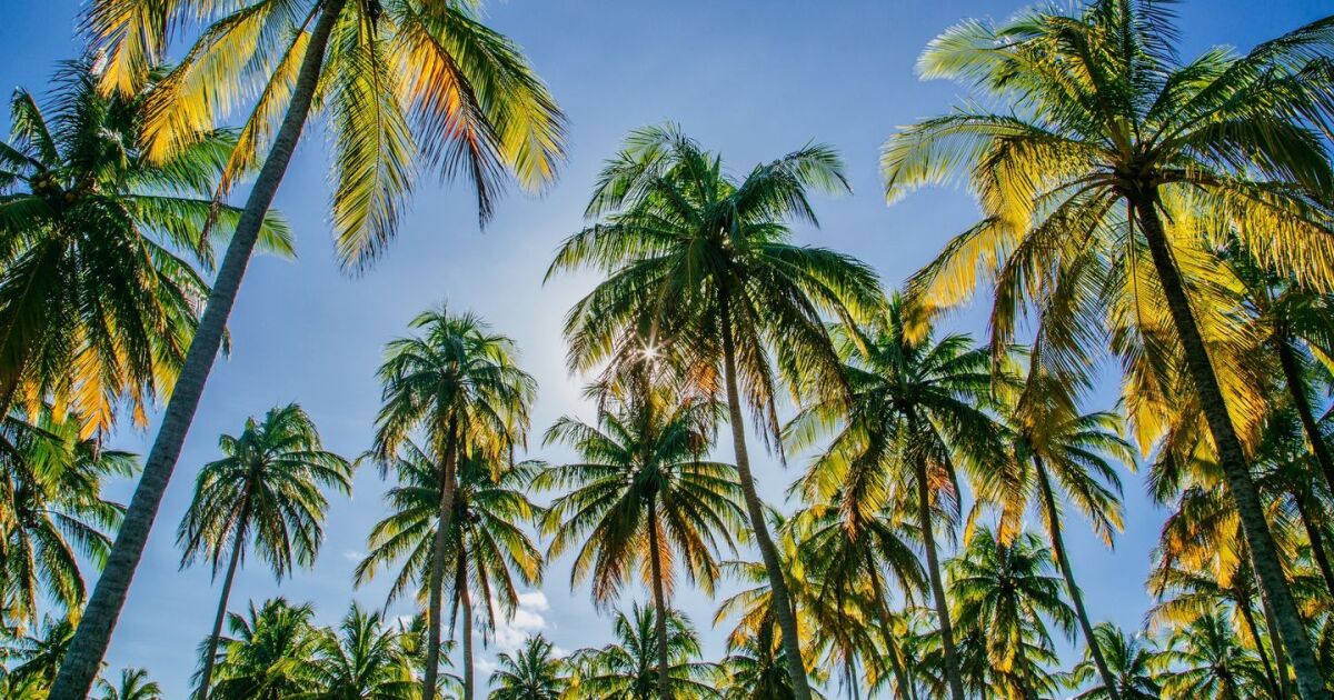 Port St. Lucie earns long-running Tree City USA honors, global recognition for urban forest efforts