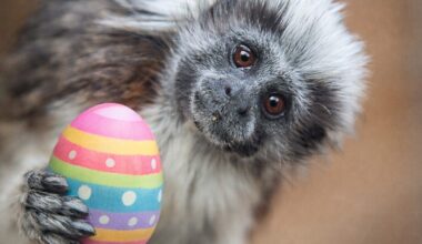 The North Florida Wildlife Center has animal encounters for Easter weekend