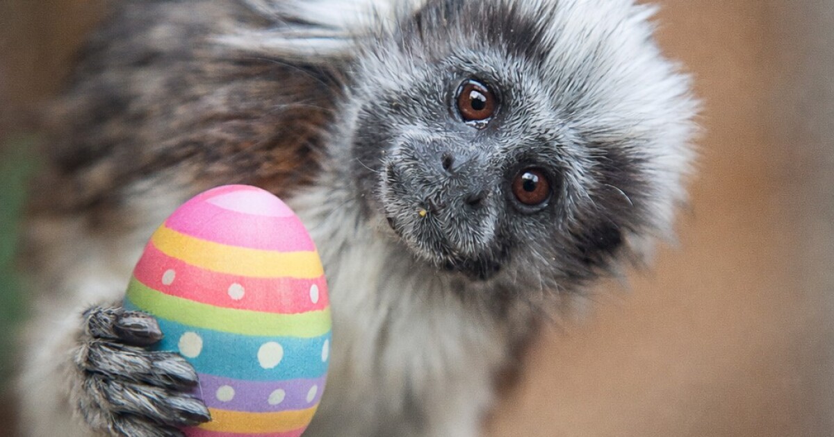 The North Florida Wildlife Center has animal encounters for Easter weekend