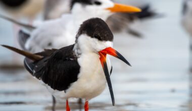 Authorities investigate after hundreds of mothballs found on St. Pete Beach