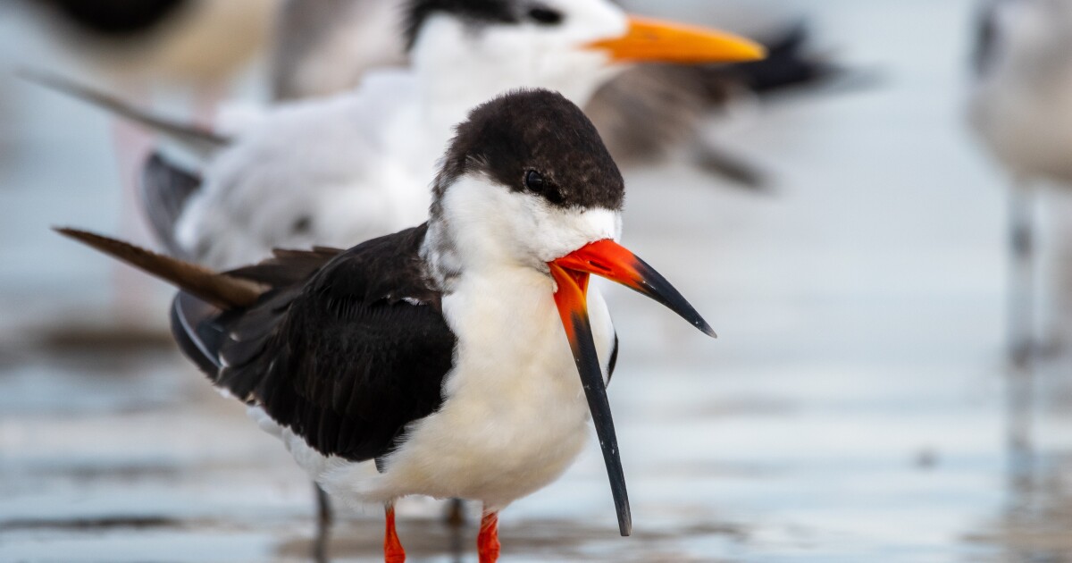 Authorities investigate after hundreds of mothballs found on St. Pete Beach