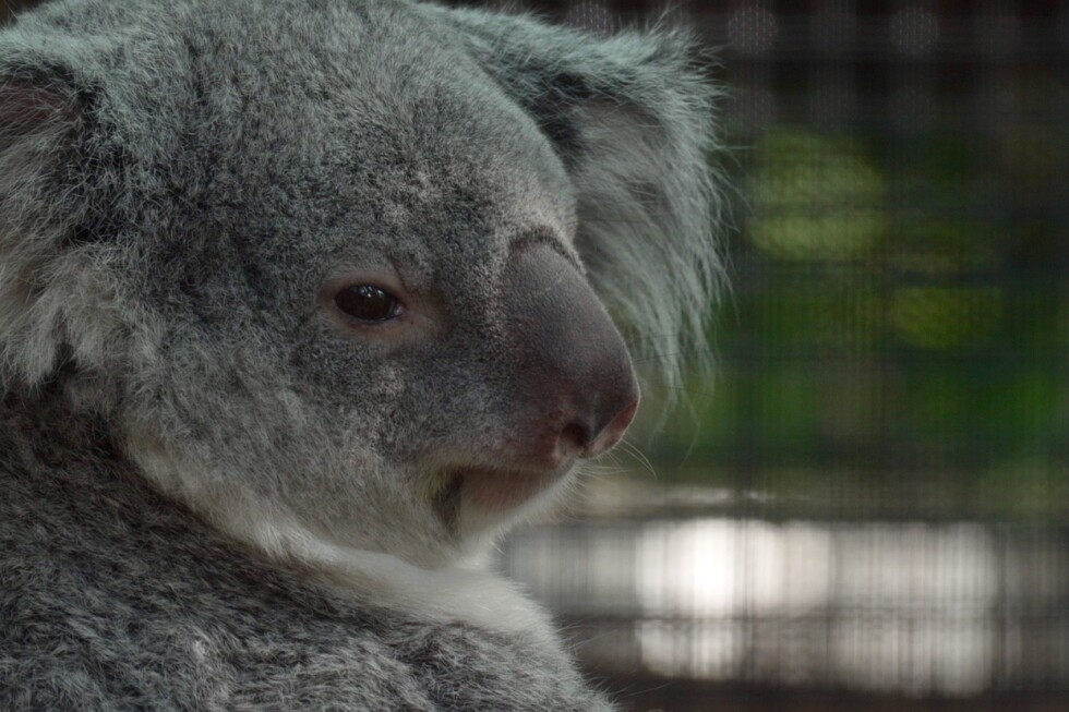 Florida zoo celebrates first koala birth and new habitat opening