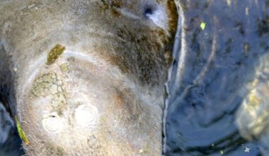 Florida Claims It’s Too Removed From Liability in Pollution Case