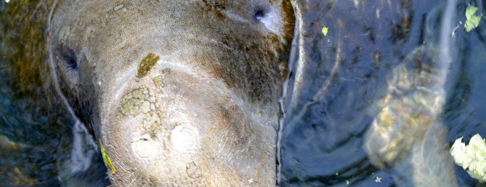 Florida Claims It’s Too Removed From Liability in Pollution Case