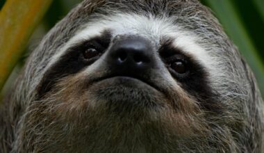 Sickness, cold killed 30 sloths at Florida warehouse in recent years