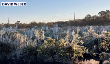 Florida blueberry harvest delayed after February deep freeze: 'You just recover and continue on'