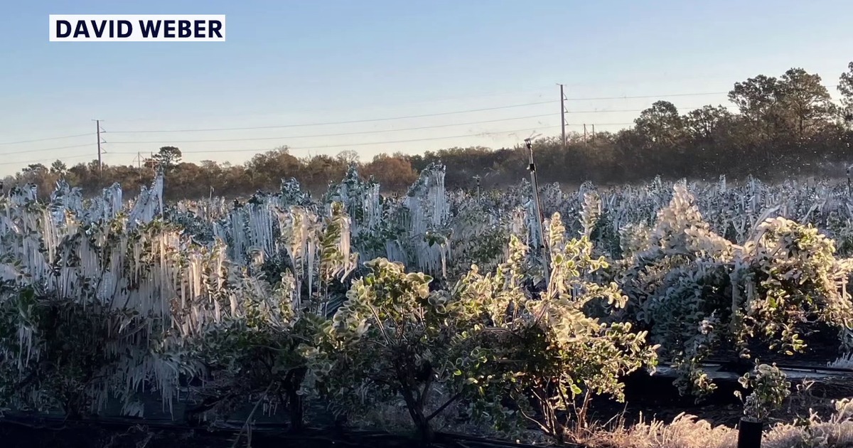 Florida blueberry harvest delayed after February deep freeze: 'You just recover and continue on'