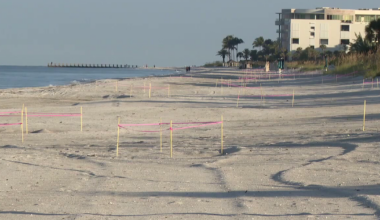 St. Pete Beach residents to protest issuing permits for concert planned during nesting season