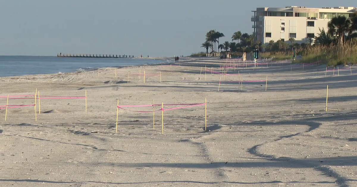 St. Pete Beach residents to protest issuing permits for concert planned during nesting season