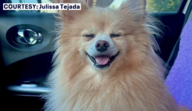 Small dog dies after being attacked by Rottweilers at Davis Islands Dog Beach: 'It was very devastating'