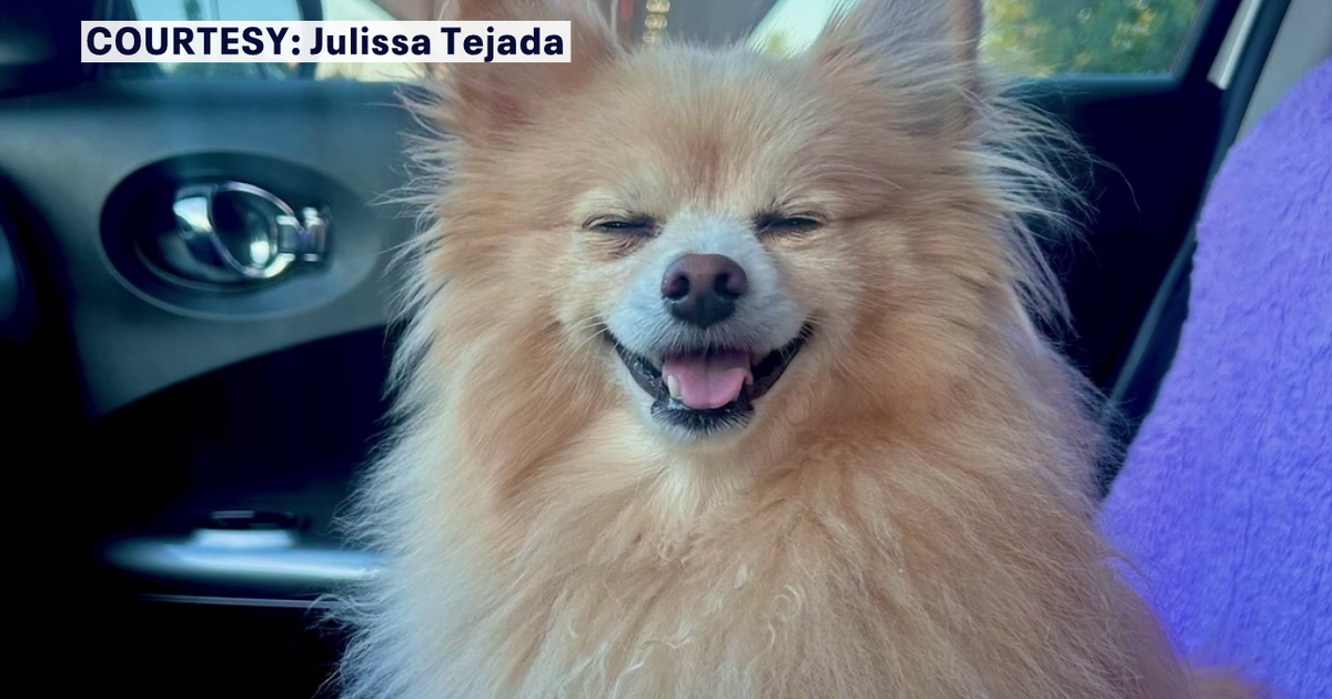 Small dog dies after being attacked by Rottweilers at Davis Islands Dog Beach: 'It was very devastating'