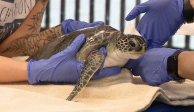Florida Aquarium rehabs 21 turtles as nesting season returns to state beaches