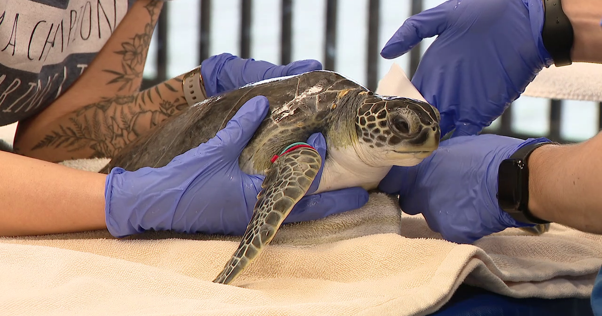 Florida Aquarium rehabs 21 turtles as nesting season returns to state beaches