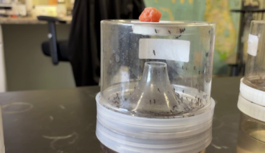 Florida mosquito advice: How Pinellas County monitors and fights outbreaks ahead of rainy season